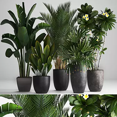 Tropical Plant Collection: Bananas, Palms & More 3D model image 1 