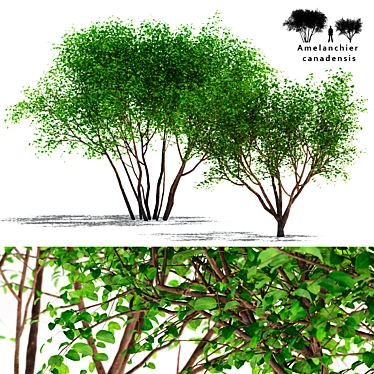 Canadian Tapeworm Tree: Amelanchier canadensis #2 3D model image 1 