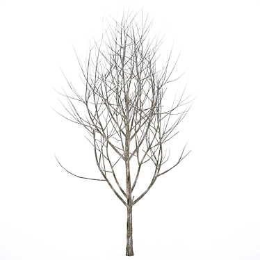  Winter Wonderland Tree 3D model image 1 