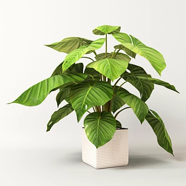 Philodendron