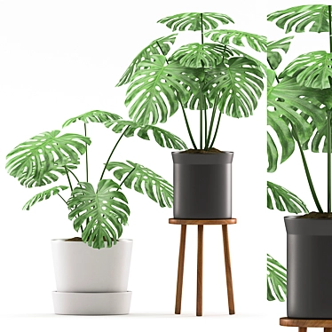  Monstera Duo in Black & Grey Pot 3D model image 1 