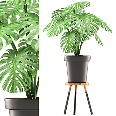 Black Monstera Plant with Stand - Plants 118 3D model image 1 
