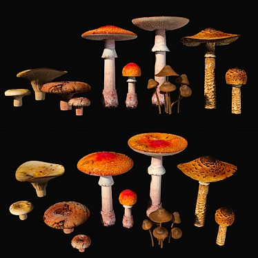 Fungi Collection Set: Mushrooms 3D model image 1 