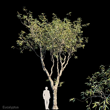 Evergreen Beauty: Eucalyptus Trees 3D model image 1 