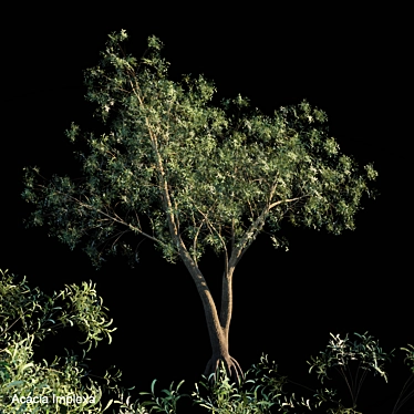 Giant Acacia Tree 3D model image 1 