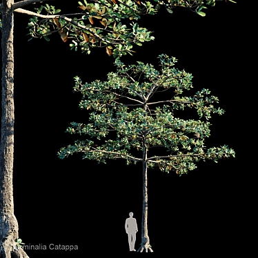Tropical Almond Tree: Terminalia Catappa 3D model image 1 
