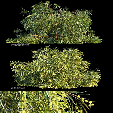 Compact Bower Wattle Bush 3D model image 1 