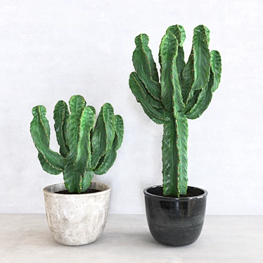 Cactus | Cereus