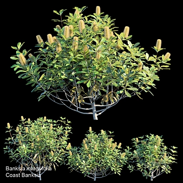 Coast Banksia Bush Trio 3D model image 1 