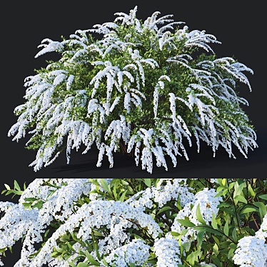 Graceful Grefsheim Spirea: Height 140cm 3D model image 1 