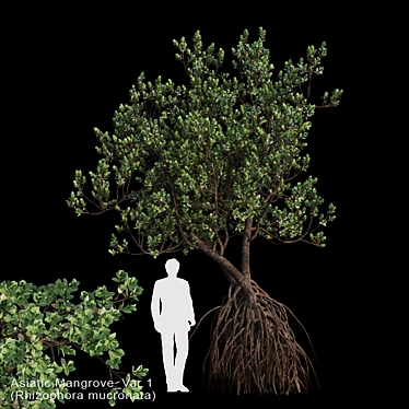 Asiatic Mangrove Var1: Coastal Beauty 3D model image 1 