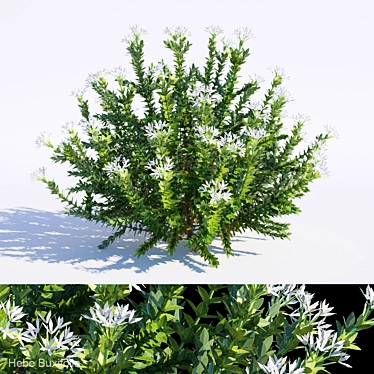 Evergreen Hebe Buxifolia Bush 3D model image 1 