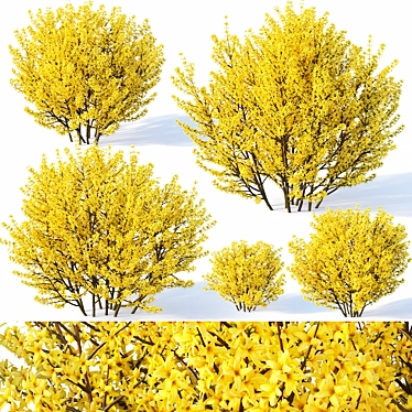 Lush Forsythia Bush Collection 3D model image 1 