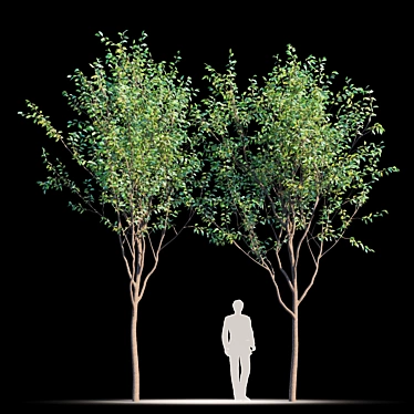 NextGen Urban Greenery: Street_Tree_v2 3D model image 1 