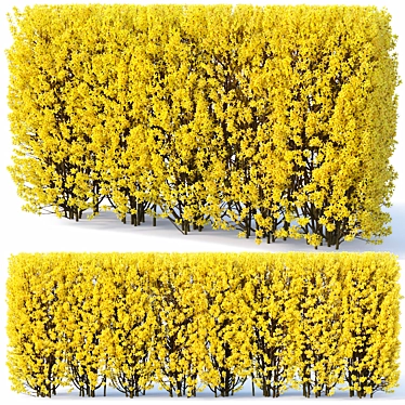 Versatile Forsythia Hedge: 180cm Height 3D model image 1 