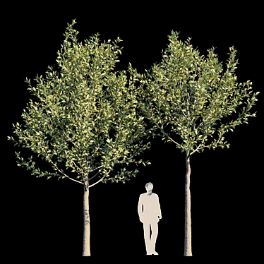 Urban Oasis: Street Tree 3 3D model image 1 