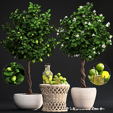 Fresh Citrus Lime Plant Collection 3D model image 1 