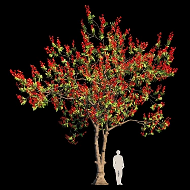 Flamboyant Delonix Regia Tree 3D model image 1 