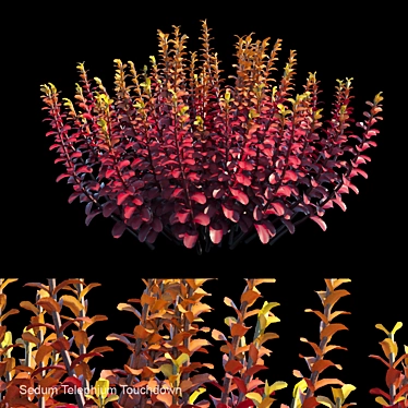Sedum Touchdown: Vibrant Bush 3D model image 1 
