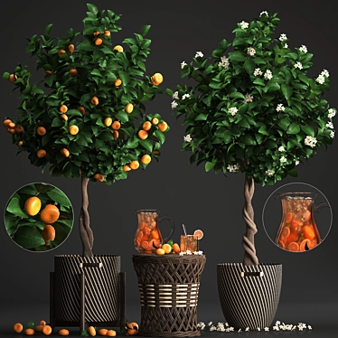 Mandarin Citrus Collection 3D model image 1 