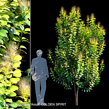 Golden Spirit Cotinus: Multistem Beauty 3D model image 1 