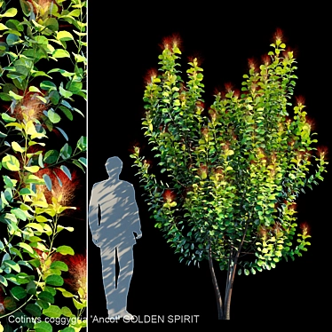 Cotinus Golden Spirit Multi Stem 3D model image 1 