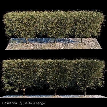 Tropical Casuarina Hedge 3D model image 1 