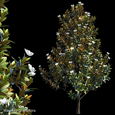 Elegant Magnolia Grandiflora 3D model image 1 