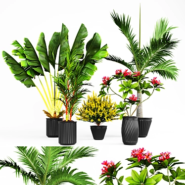 Tropical Plant Collection: V-Ray Models 3D model image 1 