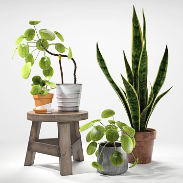 Green Delight: Pilea & Sansevieria Set 3D model image 1 