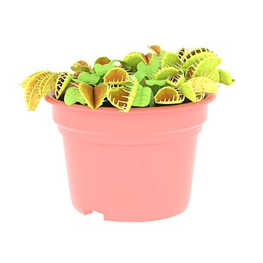 Flowerpot Wasabi