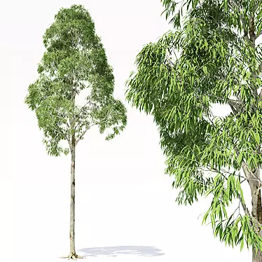 Elevated Eucalyptus: Exquisite 3D Model 3D model image 1 