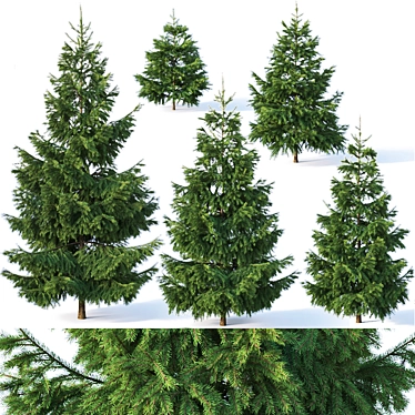  Majestic Fir Trees | 6 Sizes | Detailed & Versatile 3D model image 1 