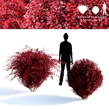 Barberry Thunberg | Deep Red Foliage 3D model image 1 