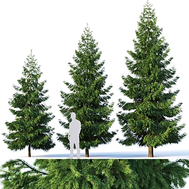 Versatile Spruce Tree Collection 3D model image 1 