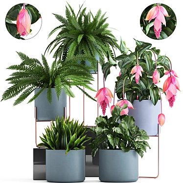 Exotic Indoor Plant Collection 3D model image 1 