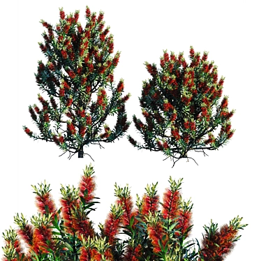 Bottlebrush Standard: Vibrant Bush 3D model image 1 