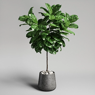 Ficus Lyrata Plant: 3D Model 3D model image 1 