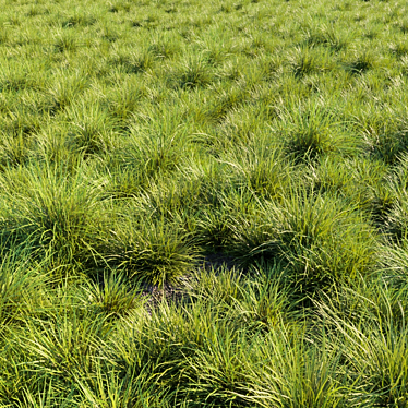 Versatile Saw-Sedges Grass 3D model image 1 