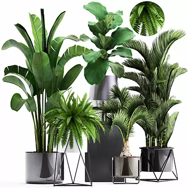 Exotic Plant Collection: Ficus, Palm, Fern 3D model image 1 