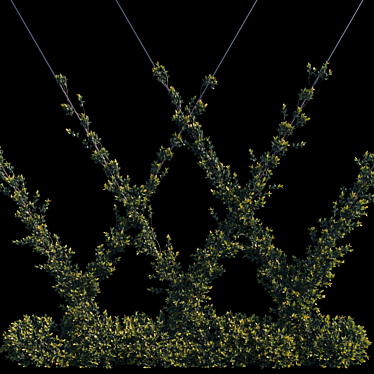 Pyracantha Firethorn: Oblique Cordon 3D model image 1 