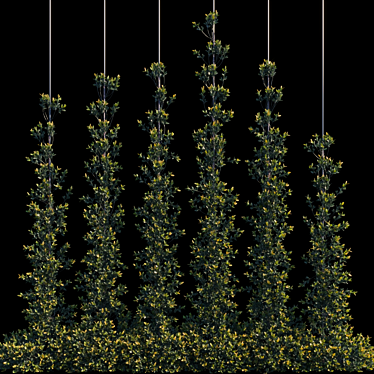 Pyracantha Firethorn Cordon: Vertical Elegance! 3D model image 1 