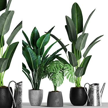 Tropical Plant Collection: Paradise, Monstera, Banana Palm - 125 Varieties 3D model image 1 