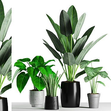 Tropical Plants Mix: Colocasia, Succulent, Palm 3D model image 1 