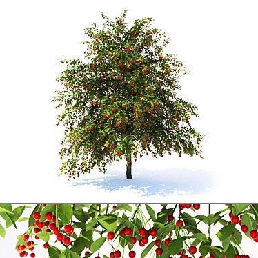 Cherry Delight - Prunus Avium Tree 3D model image 1 