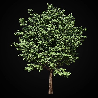  Majestic Maple Tree 3D model image 1 