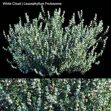 White Cloud: Leucophyllum Frutescens 3D model image 1 