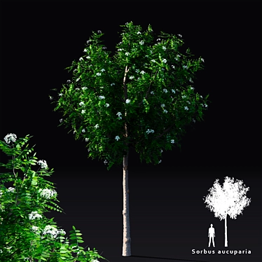 Fastigiate Rowan Tree | Sorbus aucuparia | 3D Model 3D model image 1 