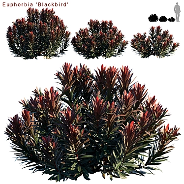 Euphorbia Blackbird: Vibrant Cushion Spurge! 3D model image 1 