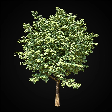 Giant Maple Tree: 15m Height, 12x14m Leaf Spread 3D model image 1 